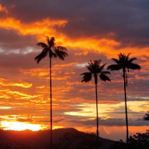 Sunset with wax palms, the national tree of Colombia and tallest palm on earth